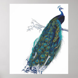 Blue Peacock mit wunderschönen Federn aus Schwanz Poster