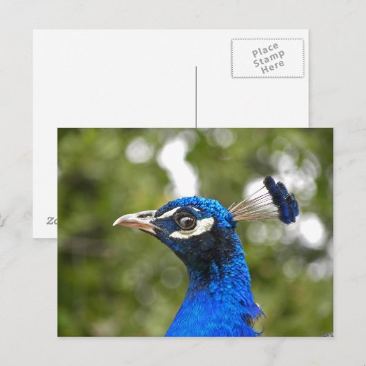 Blue Peacock Portrait Postkarte (Vorne/Hinten)