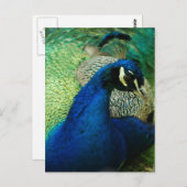 Blue Peacock Postcard Postkarte (Vorne/Hinten)