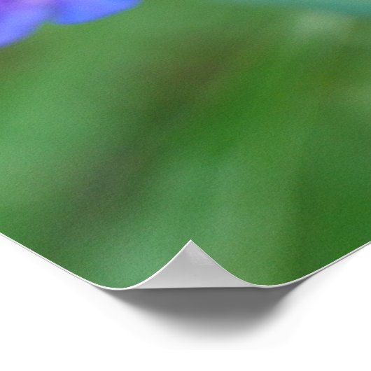 Blue Penstemon Blume Poster (Ecke)