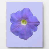 Blue Petunia Plaque Fotoplatte (Vorderseite)
