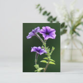 Blue Petunia Postkarte (Stehend Vorderseite)