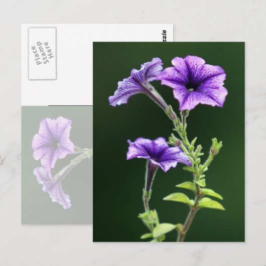 Blue Petunia Postkarte (Vorne/Hinten)
