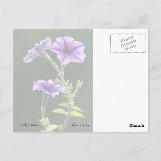 Blue Petunia Postkarte (Rückseite)