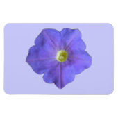 Blue Petunia Premium Magnet (Horizontal)