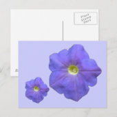 Blue Petunias Postcard Postkarte (Vorne/Hinten)