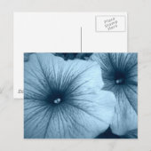 Blue Petunias Postkarte (Vorne/Hinten)