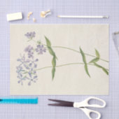 Blue Phlox von Mary Vaux Walcott Seidenpapier (Handwerk)