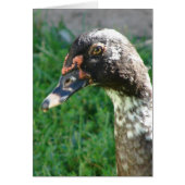 Blue Pied Muscovy Drake (Vorne)