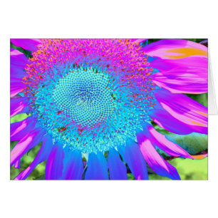 Blue Pink purple Sunflower