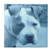 Blue Pit Bull Foto Tile Fliese (Vorderseite)