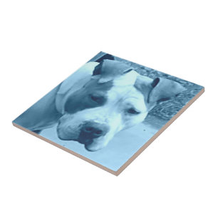 Blue Pit Bull Foto Tile Fliese