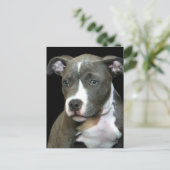 Blue Pitbull Puppy Postkarte (Stehend Vorderseite)