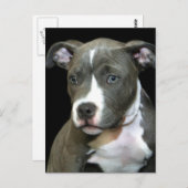 Blue Pitbull Puppy Postkarte (Vorne/Hinten)