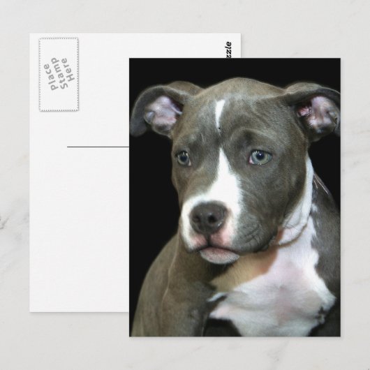 Blue Pitbull Puppy Postkarte (Vorne/Hinten)