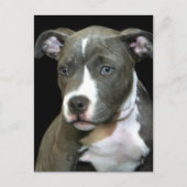 Blue Pitbull Puppy Postkarte (Vorderseite)