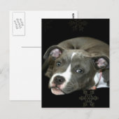 Blue Pitbull Puppy Postkarte (Vorne/Hinten)