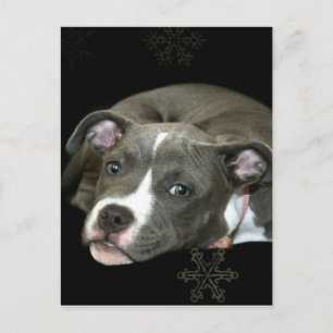 Blue Pitbull Puppy Postkarte