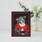 Blue Pitbull Puppy Postkarte (Stehend Vorderseite)