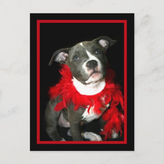 Blue Pitbull Puppy Postkarte (Vorderseite)