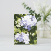 Blue Plumbago Blume Foto Postkarte (Stehend Vorderseite)