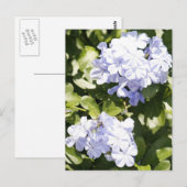 Blue Plumbago Blume Foto Postkarte (Vorne/Hinten)