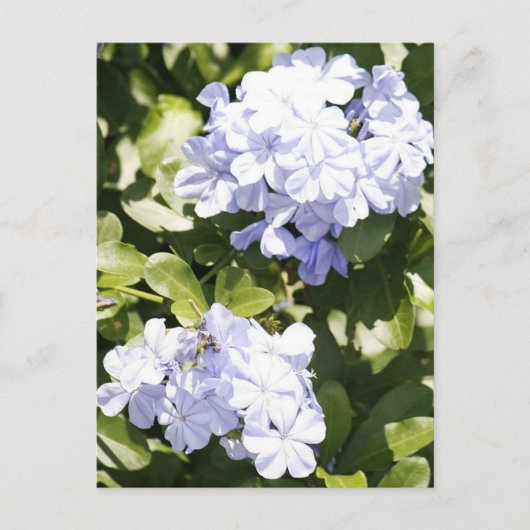 Blue Plumbago Blume Foto Postkarte (Vorderseite)