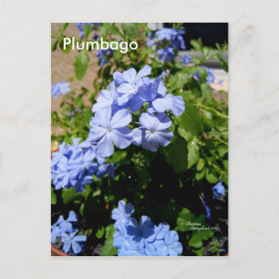 Blue Plumbago Blume Postcard Postkarte