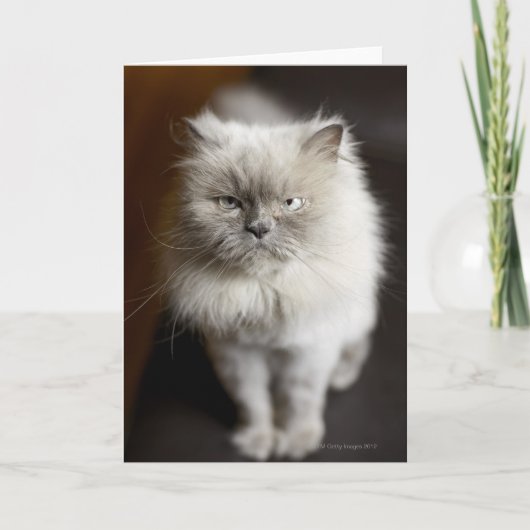 Blue Point Himalayan Cat wirkt irritiert Karte (Vorderseite)