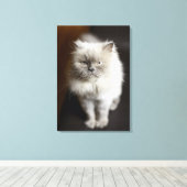 Blue Point Himalayan Cat wirkt irritiert Leinwanddruck (Insitu (Holzboden))