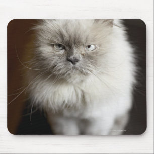 Blue Point Himalayan Cat wirkt irritiert Mousepad