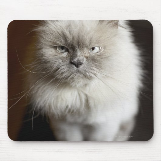 Blue Point Himalayan Cat wirkt irritiert Mousepad (Vorne)
