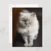 Blue Point Himalayan Cat wirkt irritiert Postkarte (Vorne/Hinten)