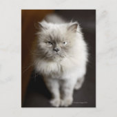 Blue Point Himalayan Cat wirkt irritiert Postkarte (Vorderseite)