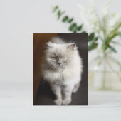 Blue Point Himalayan Cat wirkt irritiert Postkarte (Stehend Vorderseite)