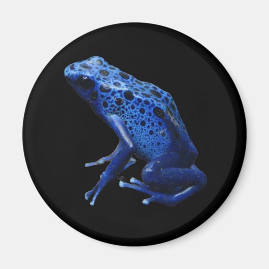 Blue Poison Dart Frog Magnet (Vorne)