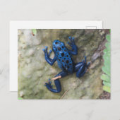 Blue Poison Dart Frog Postkarte (Vorne/Hinten)