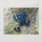 Blue Poison Dart Frog Postkarte (Vorderseite)