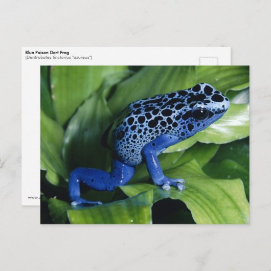 Blue Poison Dart Frog Postkarte (Vorne/Hinten)