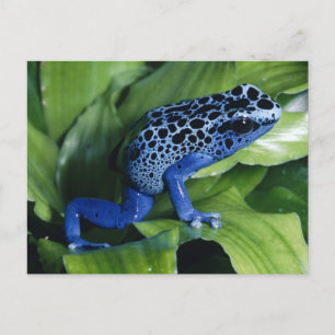 Blue Poison Dart Frog Postkarte