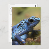 Blue Poison Dart Frog Postkarte (Vorne/Hinten)