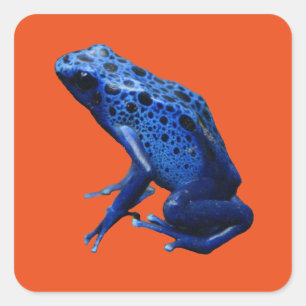 Blue Poison Dart Frog Quadratischer Aufkleber
