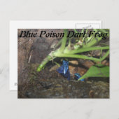 Blue Poison Dart Frosch # 2 Postkarte (Vorne/Hinten)