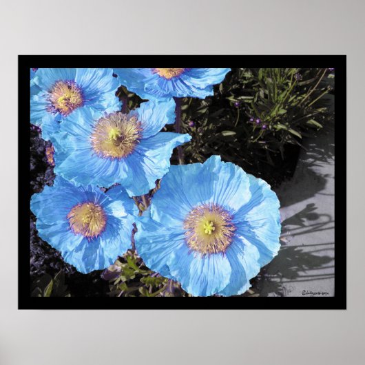 Blue Poppies Poster Prints (Vorne)