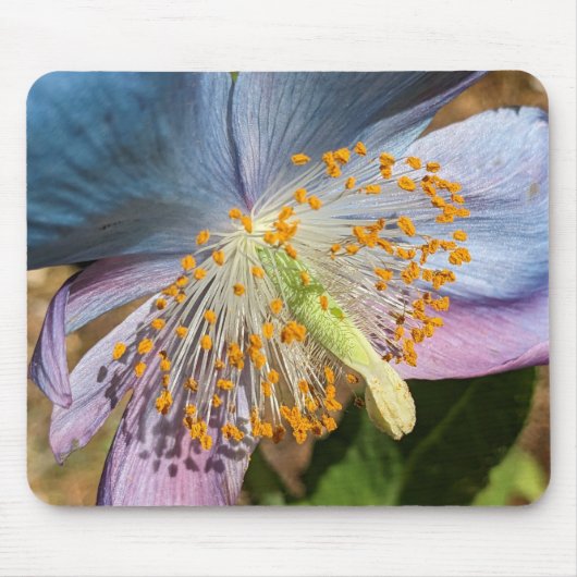 Blue Poppy Bloom Floral Mousepad (Vorne)