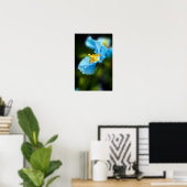 Blue Poppy Blume Poster (Heimbüro)