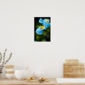 Blue Poppy Blume Poster (Küche)