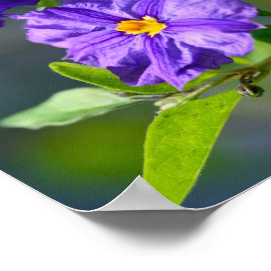 Blue Potato Bush Poster (Ecke)