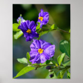 Blue Potato Bush Poster (Vorne)