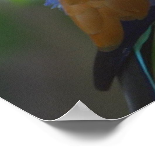 Blue Racket gezänktes Roller Bird Poster AB 14.95 (Ecke)